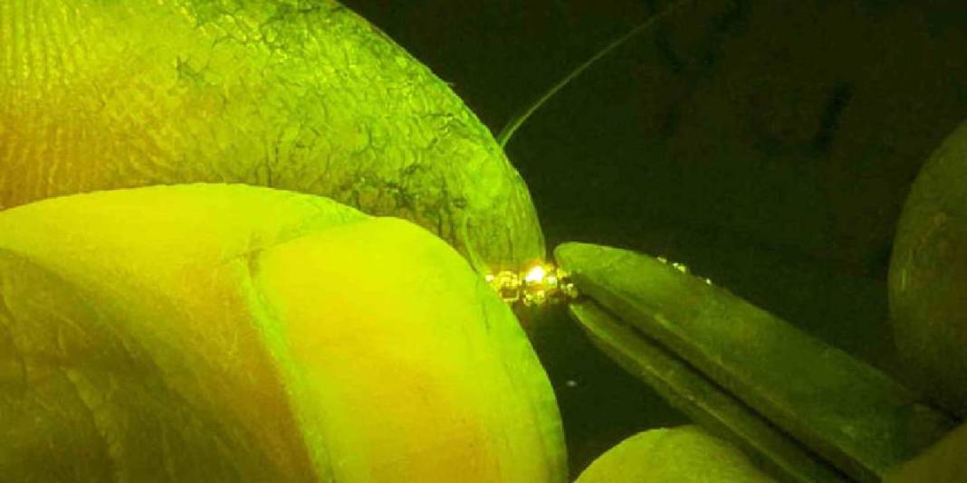 Milyonluk değere milimetrik dokunuşlar yapıyor: ‘Büyük dikkat ve ustalık gerektiriyor” 1